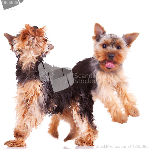 Image of two playful yorkshire puppy dogs