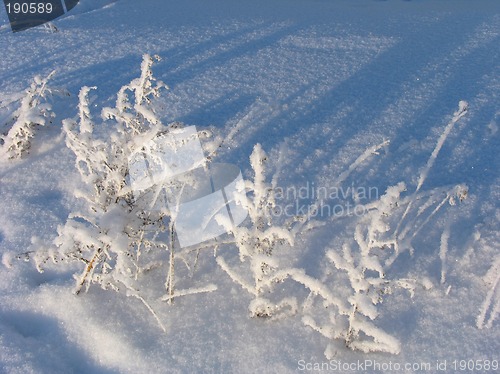 Image of Grass on the snow