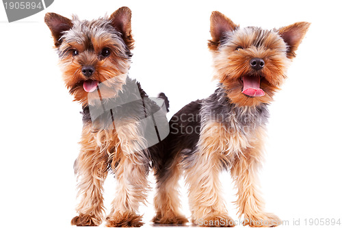 Image of two panting yorkshire puppy dogs