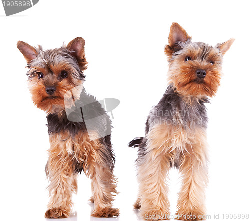 Image of two curious little yorkshire puppy dogs standing 