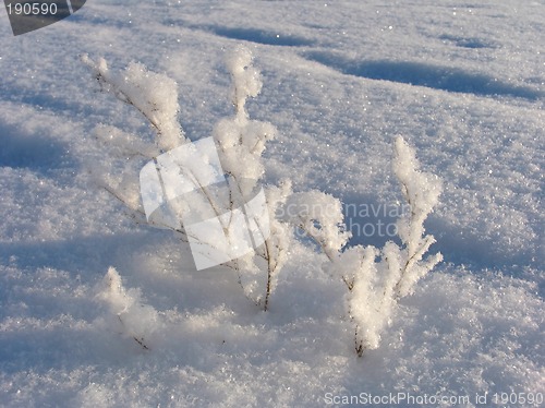 Image of Grass on the snow