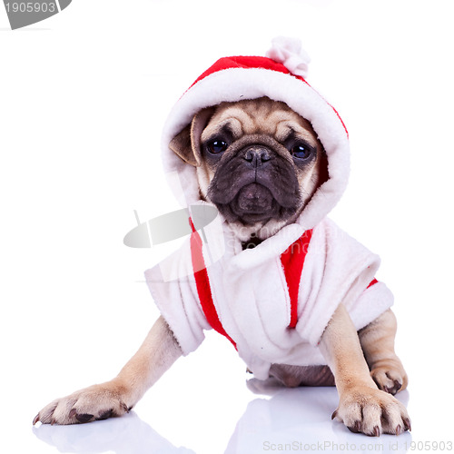 Image of cute pug puppy dressed as santa