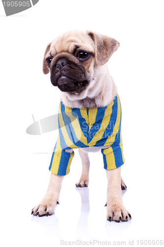 Image of dressed standing  pug puppy dog looking to a side