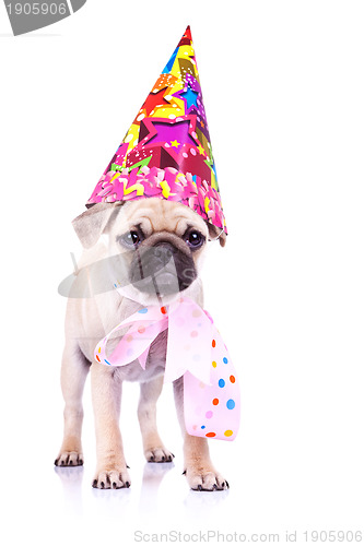 Image of cute mops puppy dog ready for party