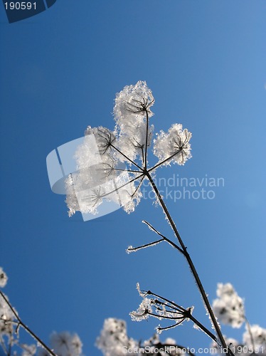 Image of Grass dressed in the snow overcoat