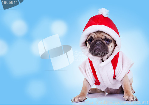 Image of pug puppy wearing a santa claus costume 
