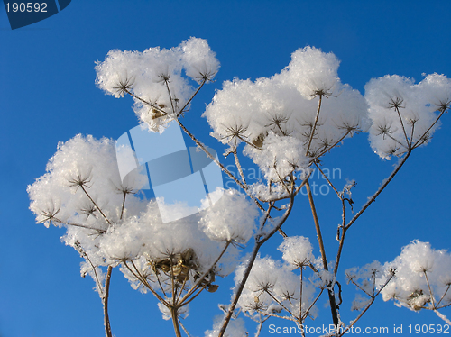 Image of Grass dressed in the snow overcoat