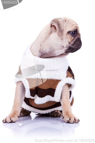 Image of cute mops puppy dog wearing clothes
