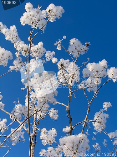 Image of Grass dressed in the snow overcoat