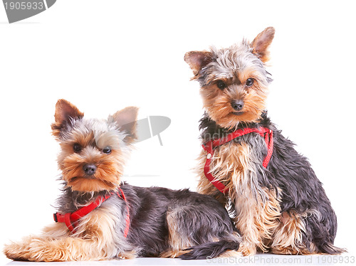 Image of two curious little yorkshire puppy dogs 