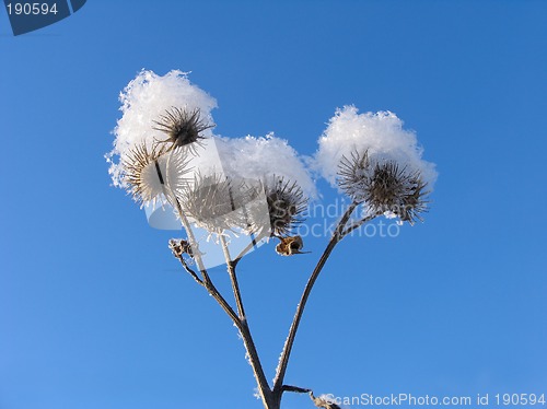 Image of Grass dressed in the snow overcoat