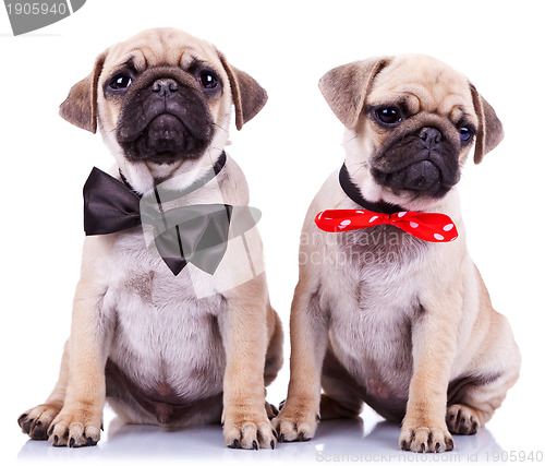 Image of lady and gentleman pug puppy dogs