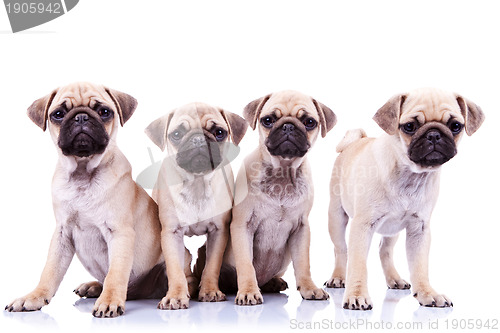 Image of four mops puppy dogs