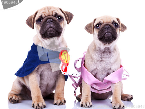 Image of curious princess and champion pug puppy dogs