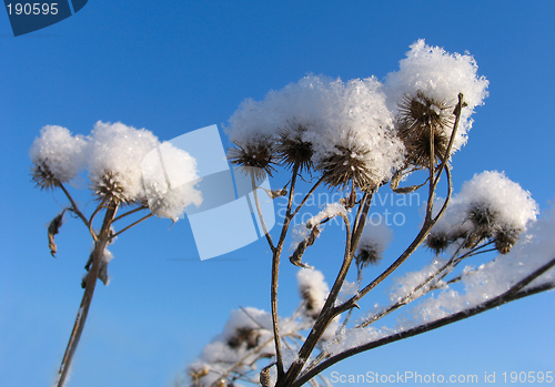 Image of Grass dressed in the snow overcoat