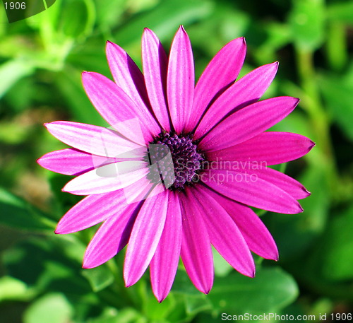 Image of Lady in pink