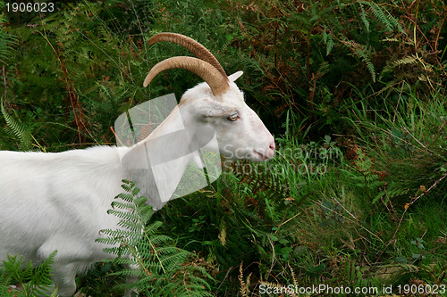 Image of white goat