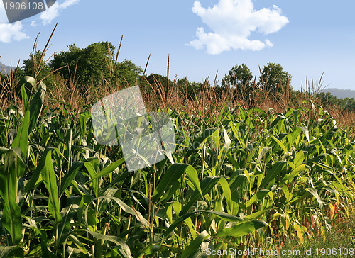 Image of Corn field