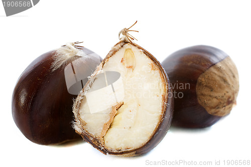 Image of opening chestnut