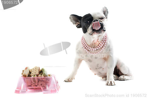 Image of french bulldog and pet food