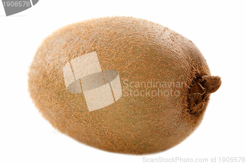 Image of kiwi in studio