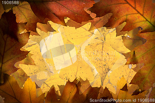 Image of Autumn leaves background