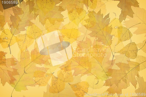 Image of Autumn leaves background