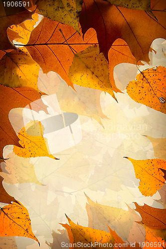 Image of Autumn leaves background