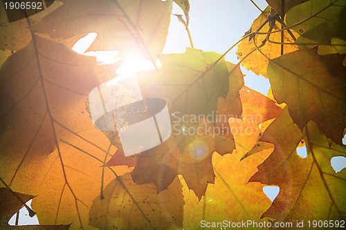 Image of Autumn leaves background