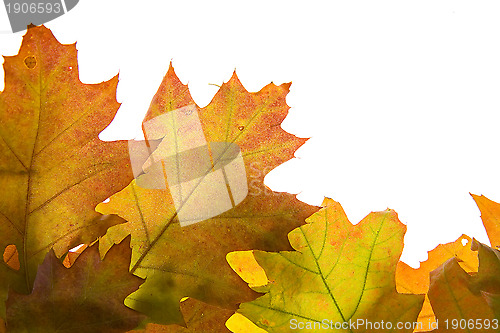 Image of Autumn leaves background