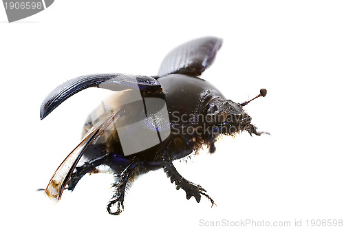 Image of Dung beetle