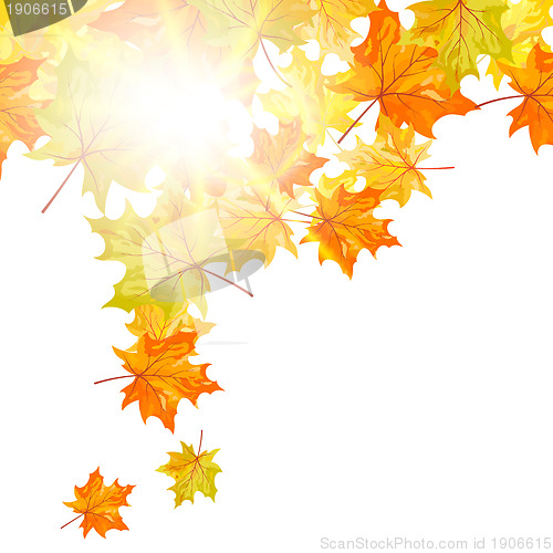 Image of Autumn maple