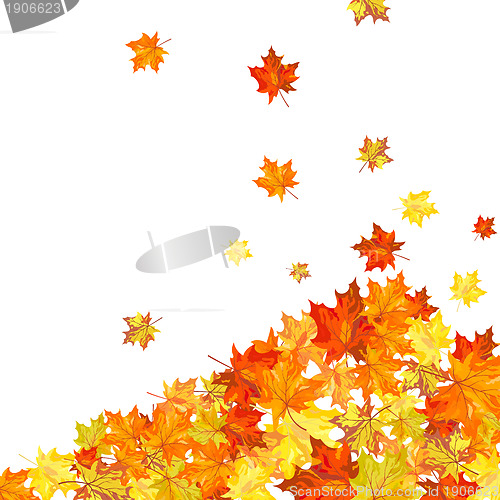 Image of Autumn maple