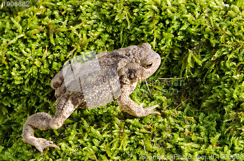 Image of european toad on moss