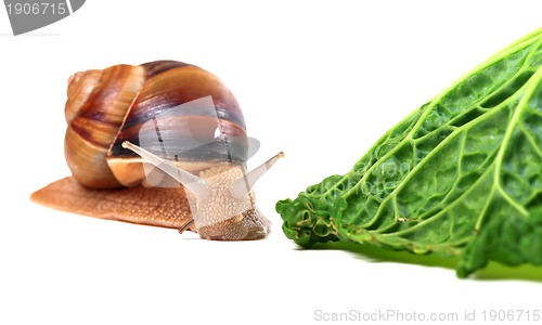 Image of Snail and savoy cabbage leaf