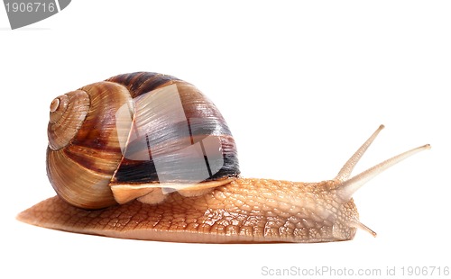 Image of Snail on white background