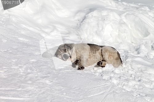 Image of Dog sleeping on snow