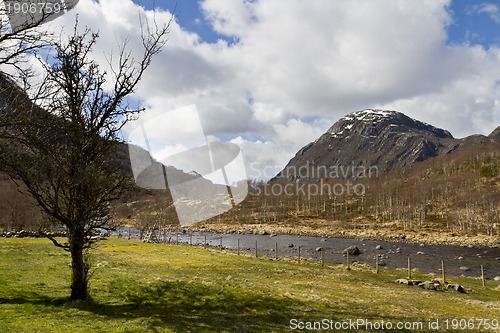 Image of tree with grassland and mountains
