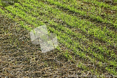 Image of Edge of sown wheat fields close up