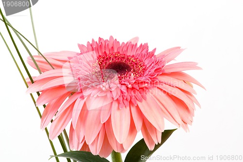 Image of Red flower gerbera on white background 