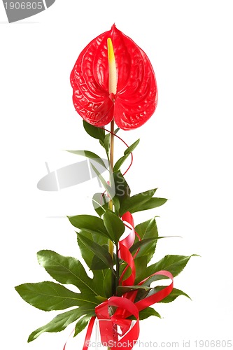 Image of Red anthurium Flamingo Flower  Boy Flower on white 