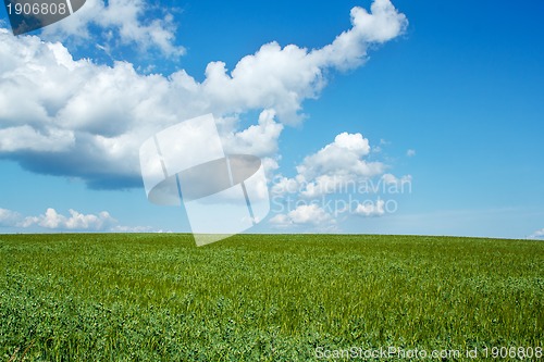 Image of Beautiful summer rural landscape