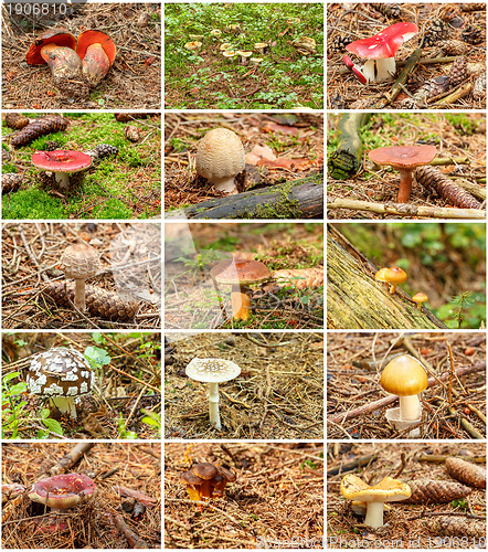 Image of twelve summer mushrooms in one collection