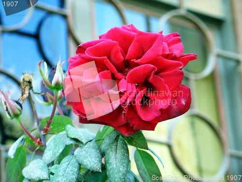 Image of Old red rose