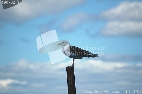 Image of Seagull