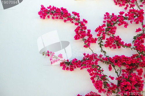 Image of isolated flower on white wall