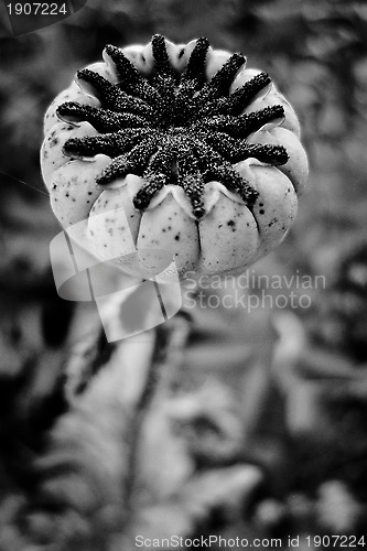 Image of poppy