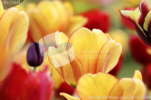 Image of spring tulips