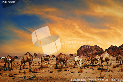 Image of Camels in Wadi Rum