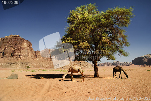 Image of Camels in Wadi Rum